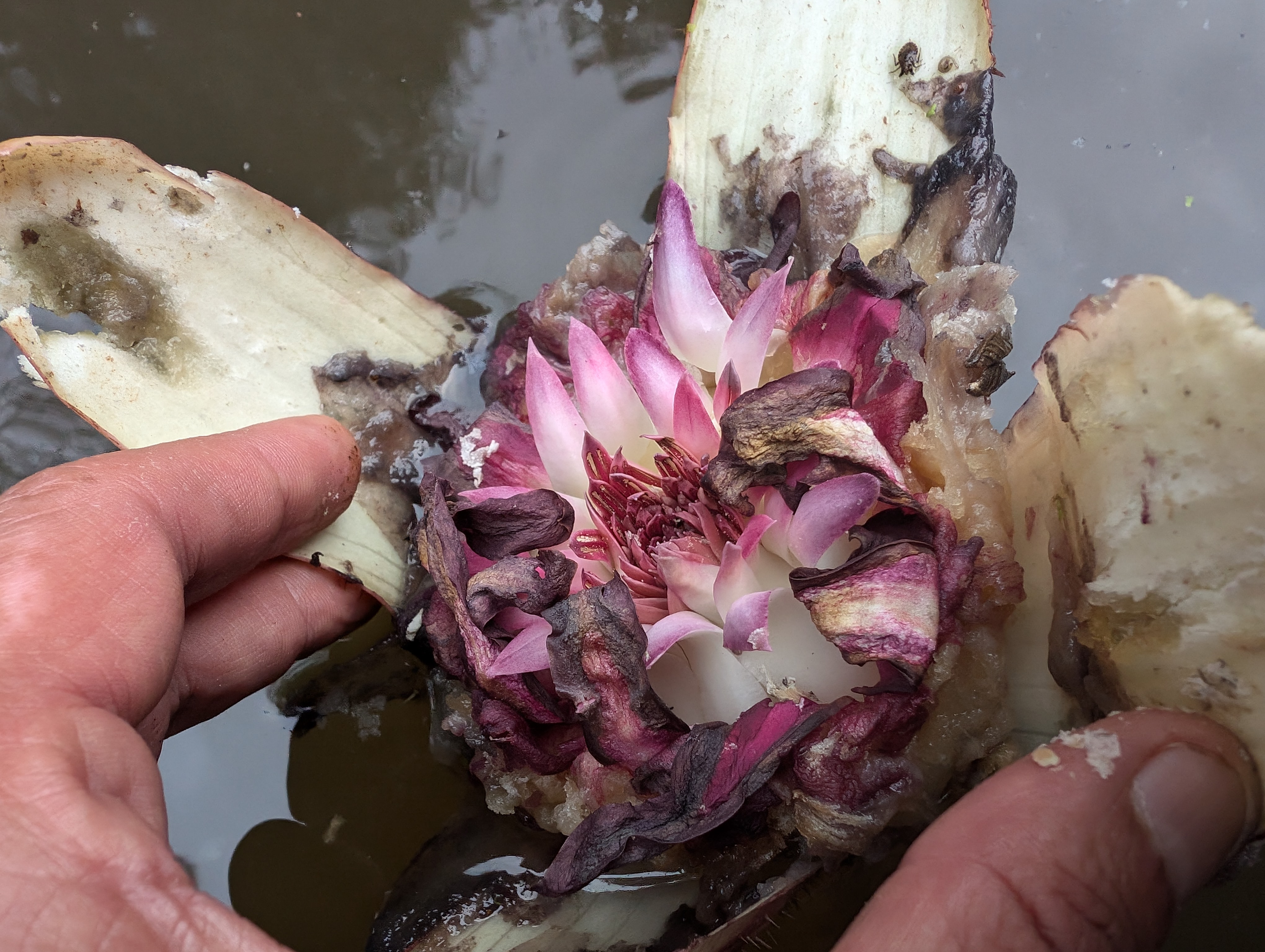 a hand opening the flower of the new waterlily a hand opening the flower of the new waterlily